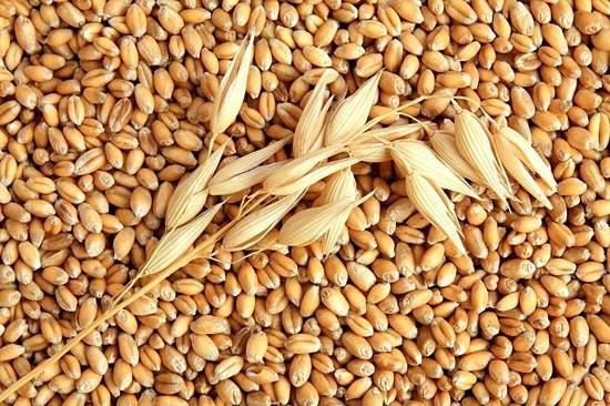 Türkiye Neden Rusya Buğday İthalatına Gümrük Vergisi Koydu
